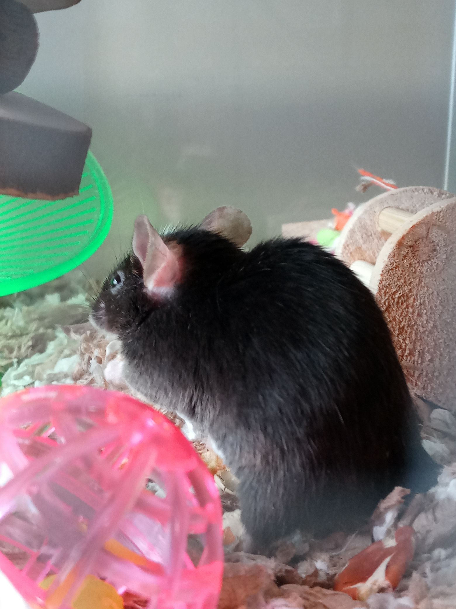 photo of algernon, my black and white mouse